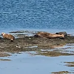 Shallow Sea-point Knights Town