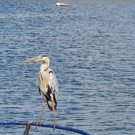 Shallow Sea-point 別荘 *