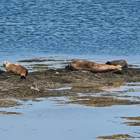 Shallow Sea-point Knights Town
